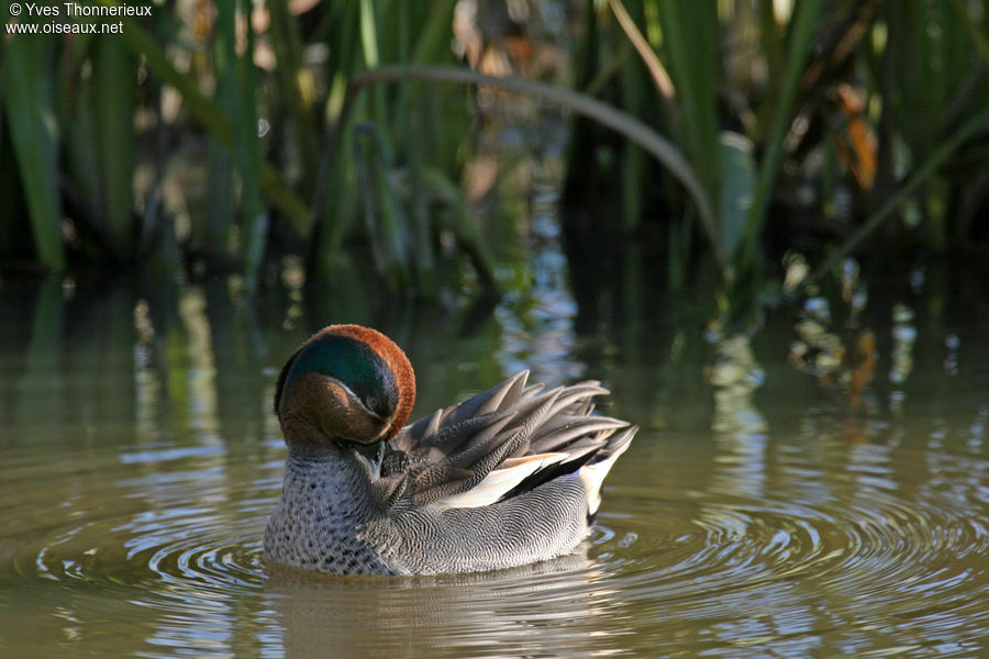 Eurasian Teal