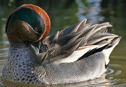 Eurasian Teal