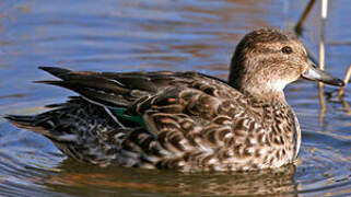 Eurasian Teal