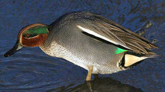 Eurasian Teal