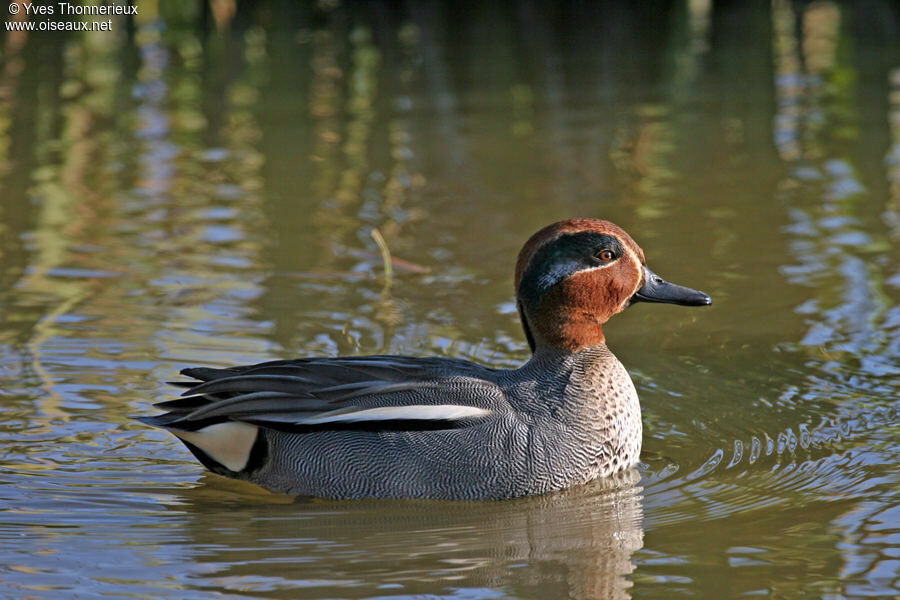 Eurasian Teal