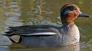 Eurasian Teal