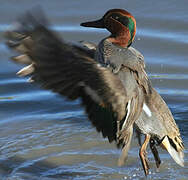 Eurasian Teal