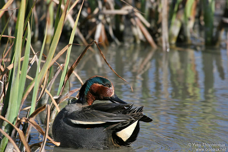 Eurasian Teal