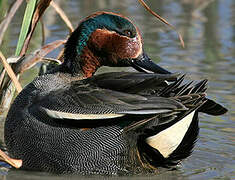 Eurasian Teal