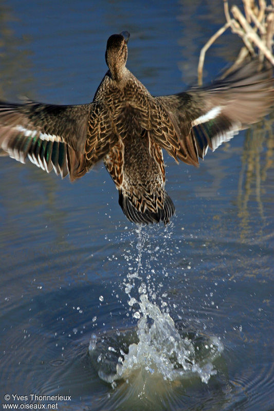 Eurasian Teal