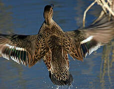 Eurasian Teal