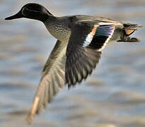 Eurasian Teal