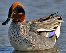 Eurasian Teal