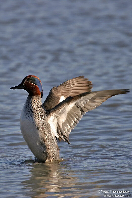 Eurasian Teal