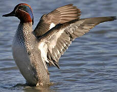 Eurasian Teal