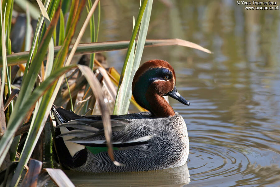 Eurasian Teal