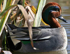 Eurasian Teal