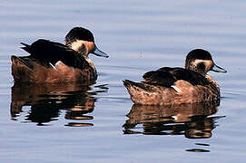 Hottentot Teal