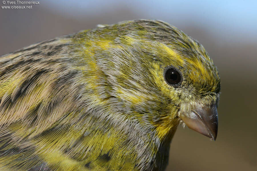 Serin cini mâle adulte