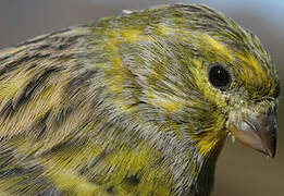 European Serin