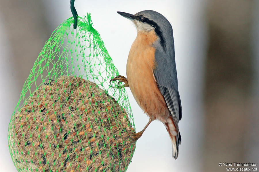 Eurasian Nuthatch