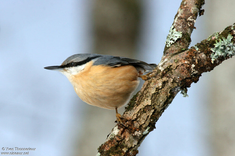 Eurasian Nuthatch