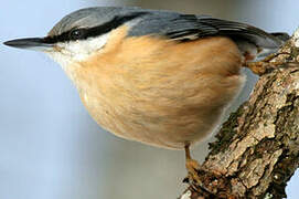 Eurasian Nuthatch