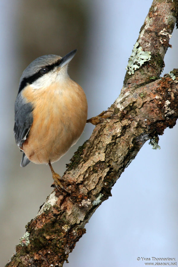 Eurasian Nuthatch