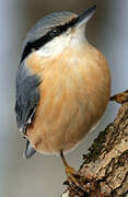 Eurasian Nuthatch