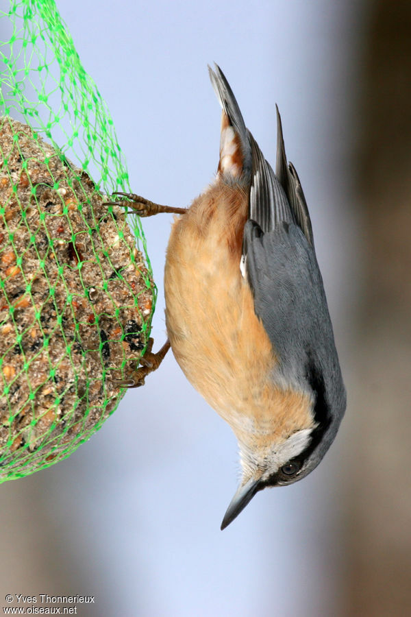 Eurasian Nuthatch