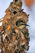 Beautiful Sunbird