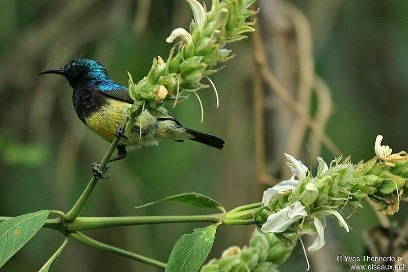 Variable Sunbird