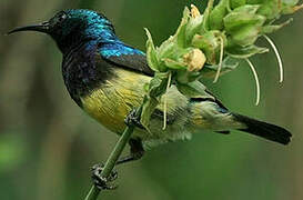 Variable Sunbird