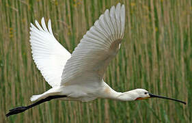 Eurasian Spoonbill