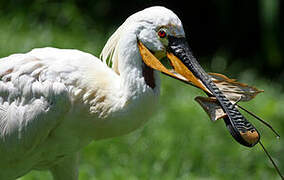 Eurasian Spoonbill