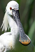 Eurasian Spoonbill