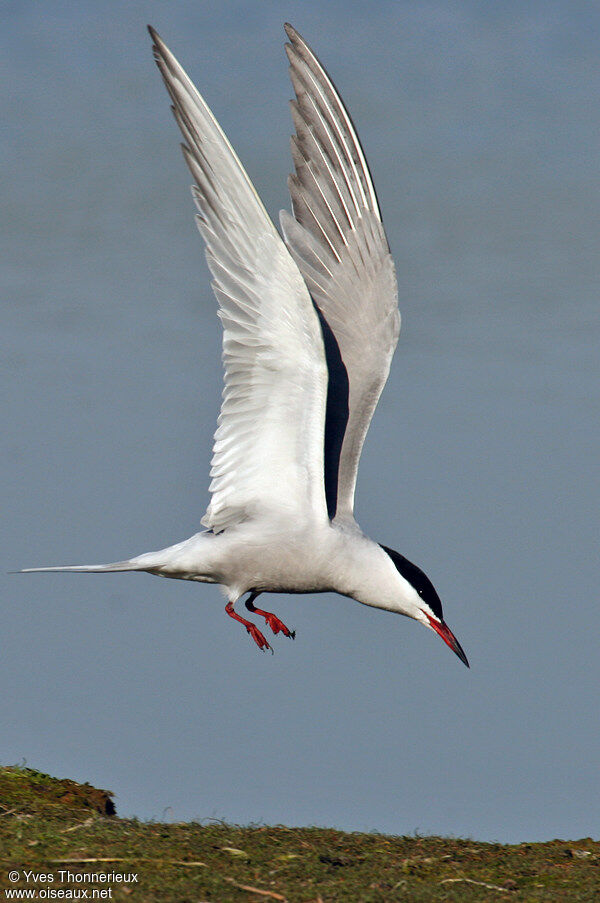 Common Tern