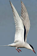 Common Tern