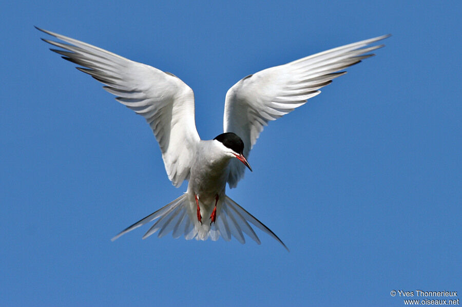 Common Tern