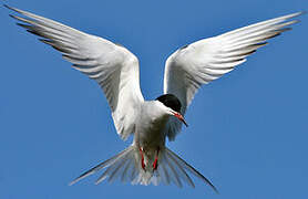 Common Tern