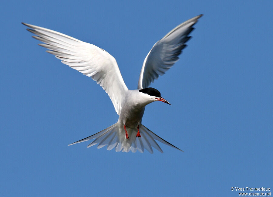 Common Tern