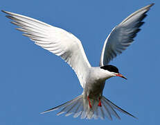 Common Tern