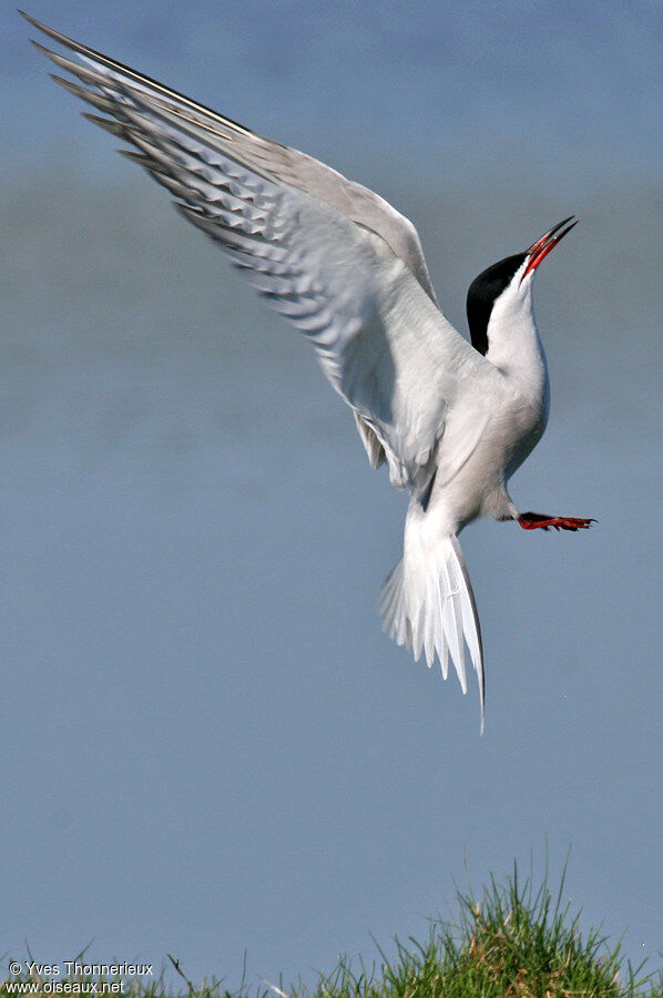 Common Tern