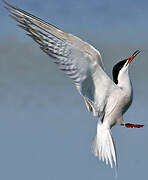 Common Tern