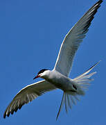 Common Tern