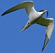 Common Tern