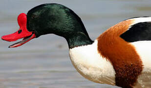 Common Shelduck