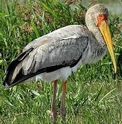 Yellow-billed Stork