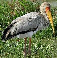 Tantale ibis