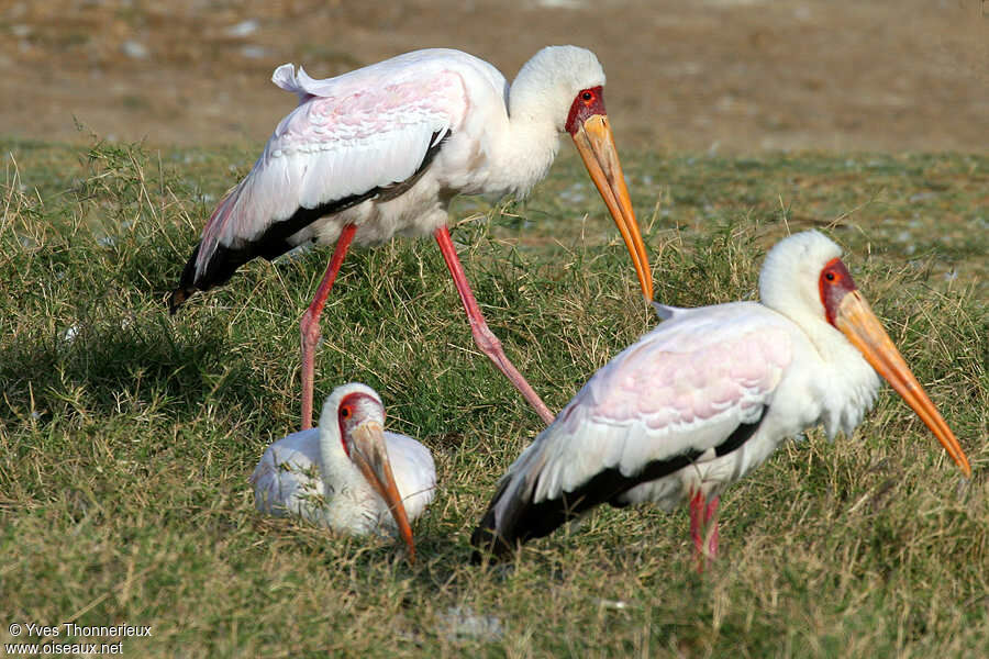 Yellow-billed Stork