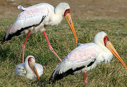 Yellow-billed Stork