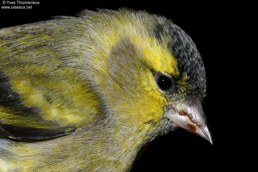 Eurasian Siskin