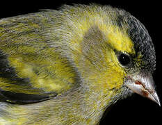 Eurasian Siskin