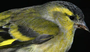 Eurasian Siskin